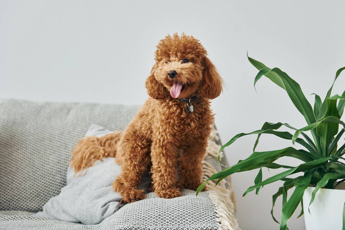 cute-little-poodle-puppy-is-indoors-in-the-modern-2021-09-03-14-42-56-utc
