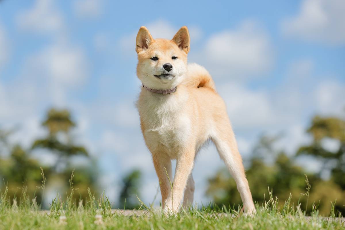 view-of-the-cute-canaan-dog-in-the-park-2022-12-30-00-54-51-utc