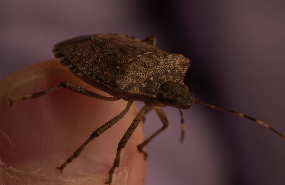 10/7/05 photo Ryan McFadden Stink bug Stinkbug in studio