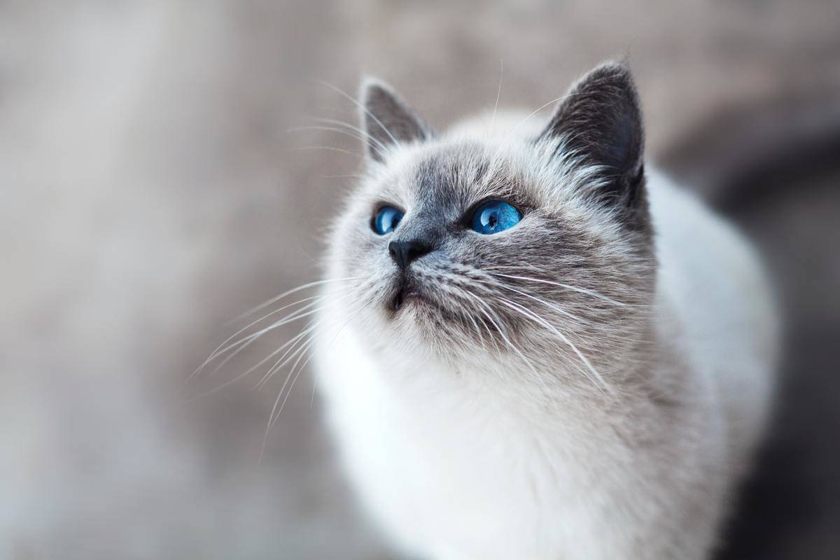 a cat with blue eyes