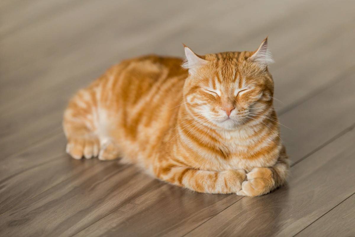 a cat lying on the floor and blinking
