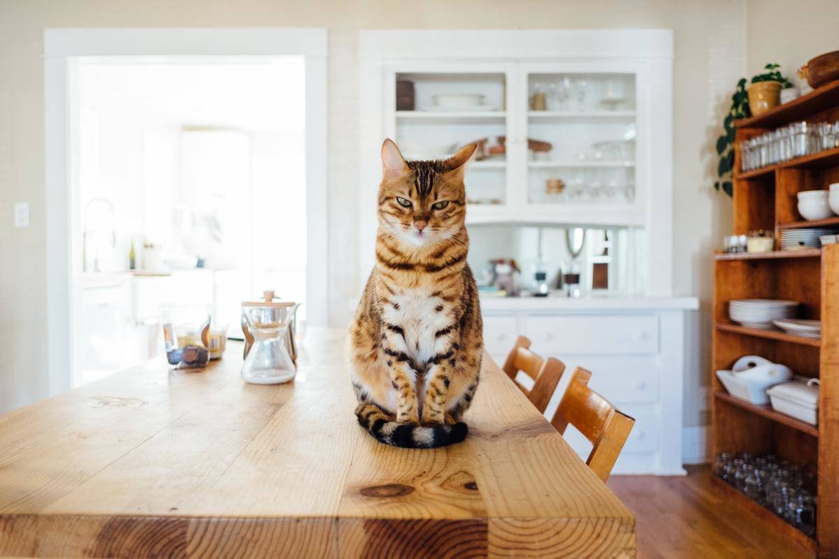 cat sitting on a table
