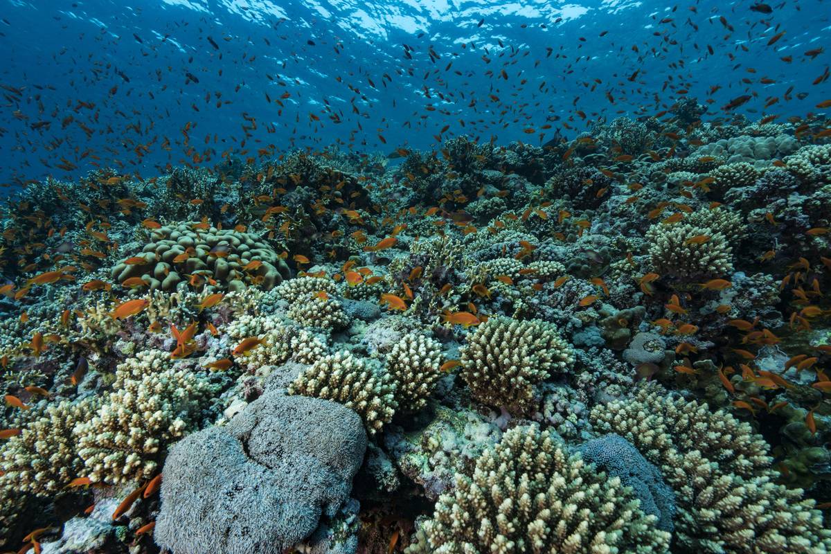 Coral reef full of life