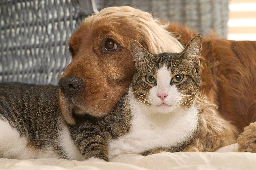 Cocker spaniel relaxing with a cat