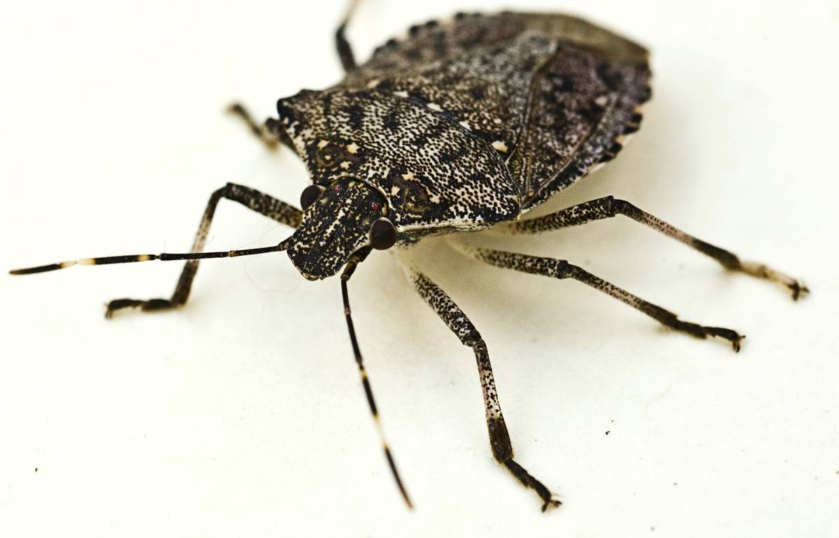Doug Inkley has collected thousands of stinkbugs in and around his home