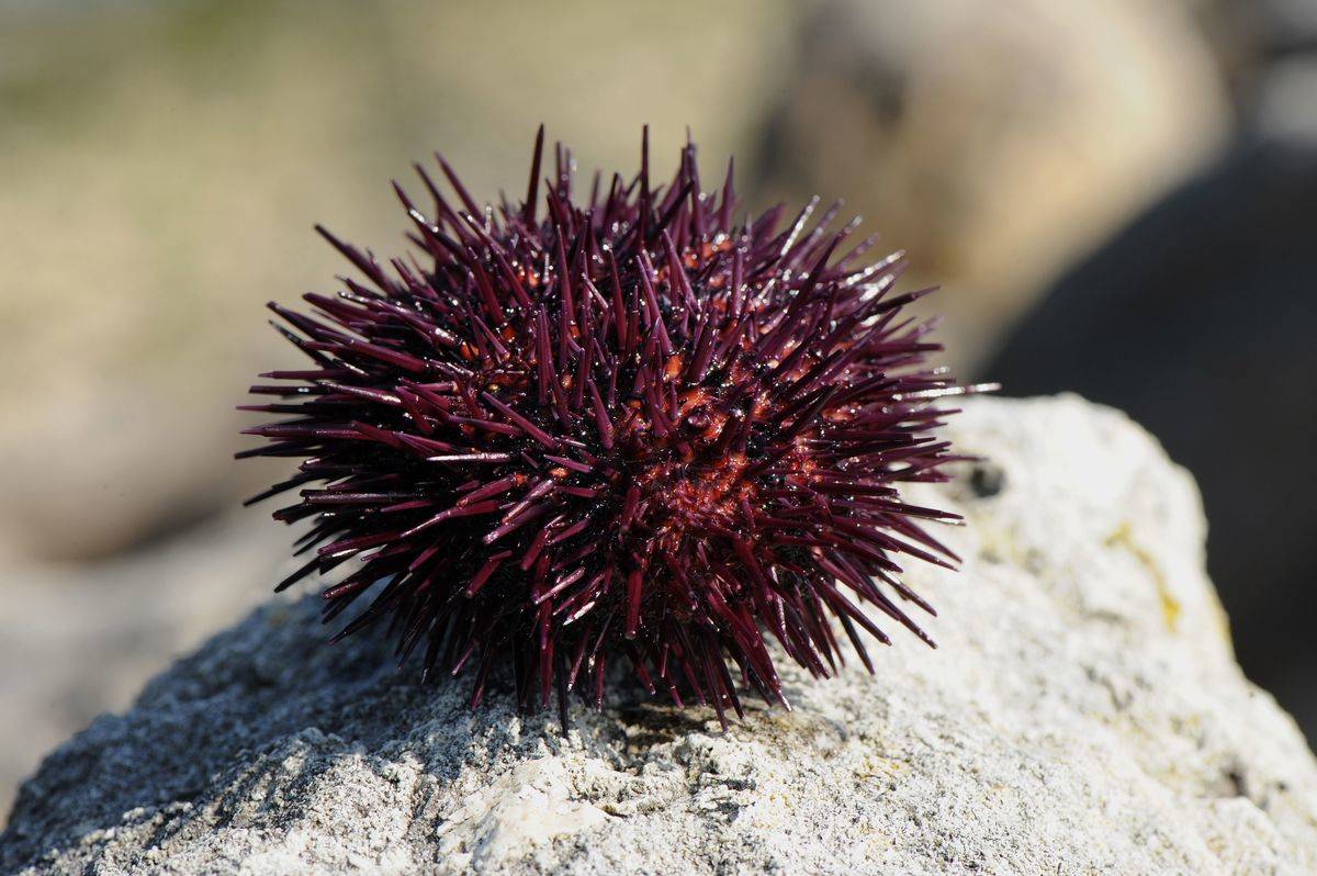 FRANCE-ENVIRONEMENT-POLLUTION-FISHING-AQUACULTURE-SEA-URCHIN