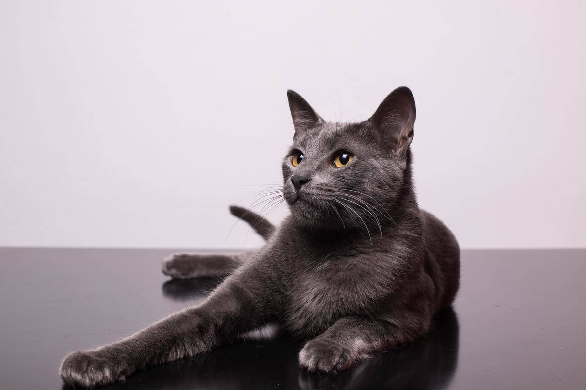 a grey cat in front of a grey background
