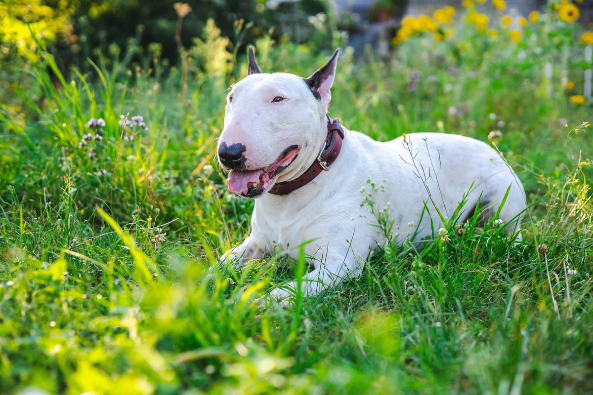 happy-white-english-bull-terrier-lies-on-the-lawn-2022-11-16-23-31-08-utc