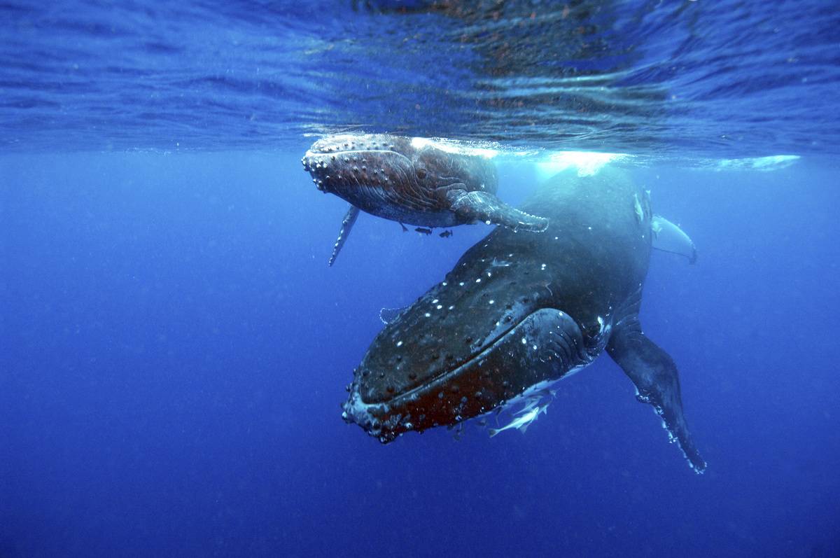 Humpback whale