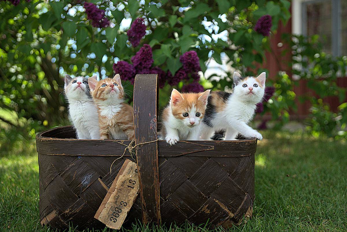 four kittens in a basket in a garden