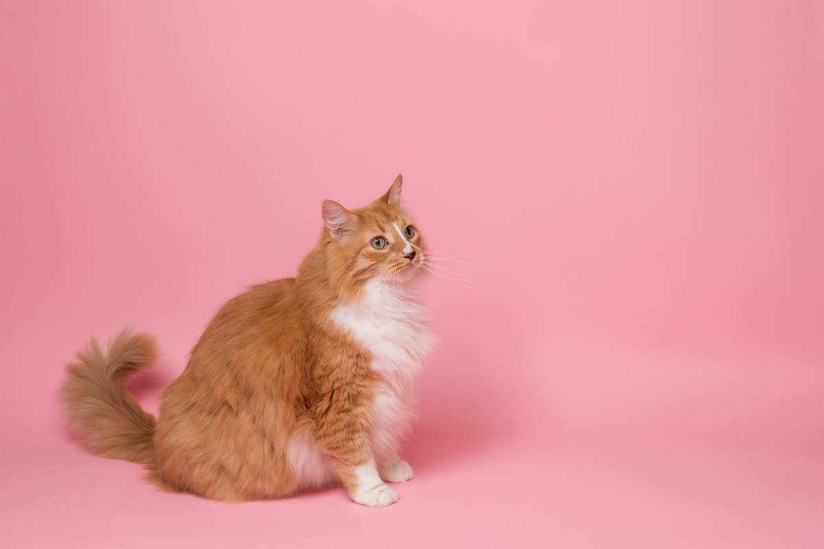 a cat looking to the side in front of a pink background