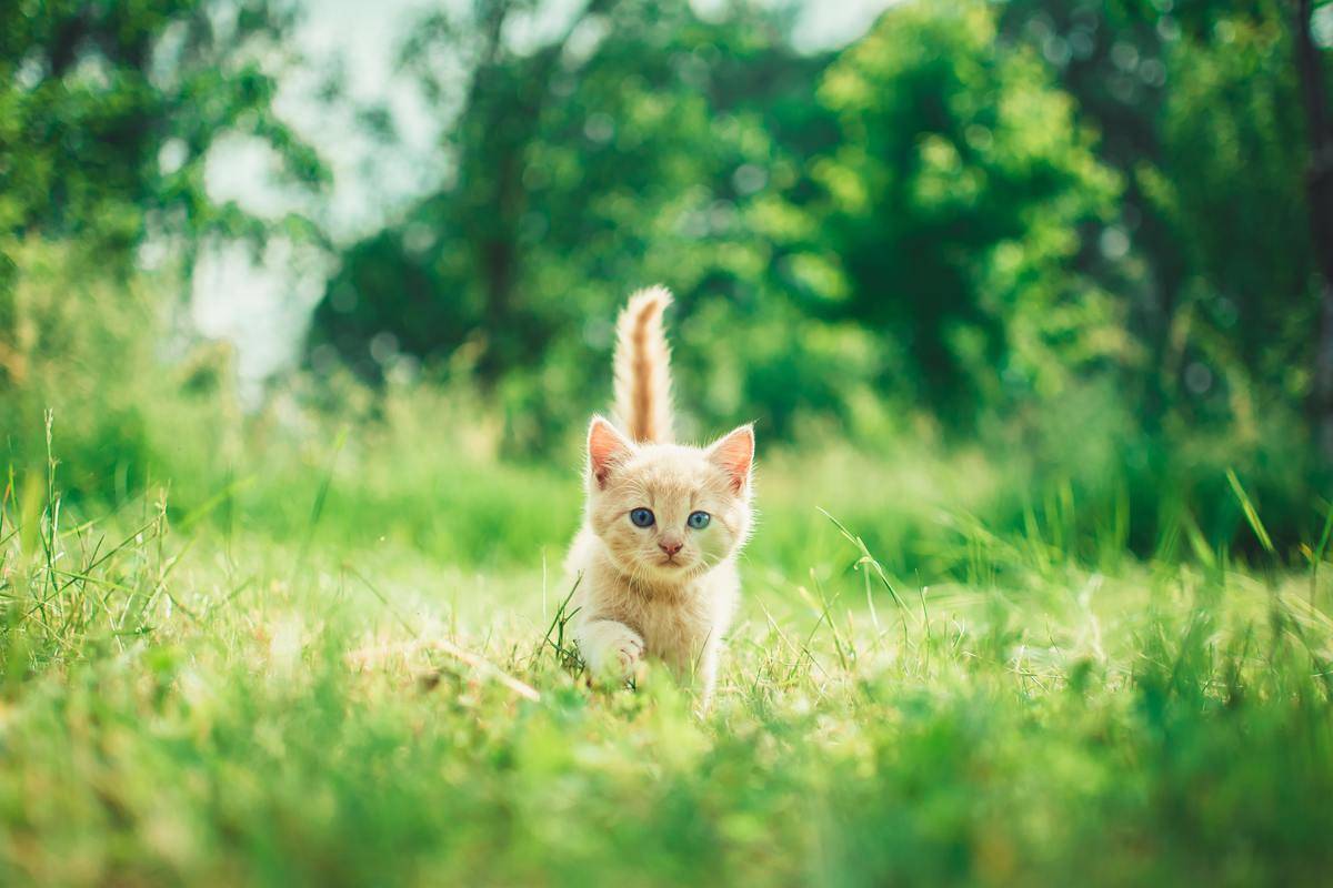 kitten running through a field