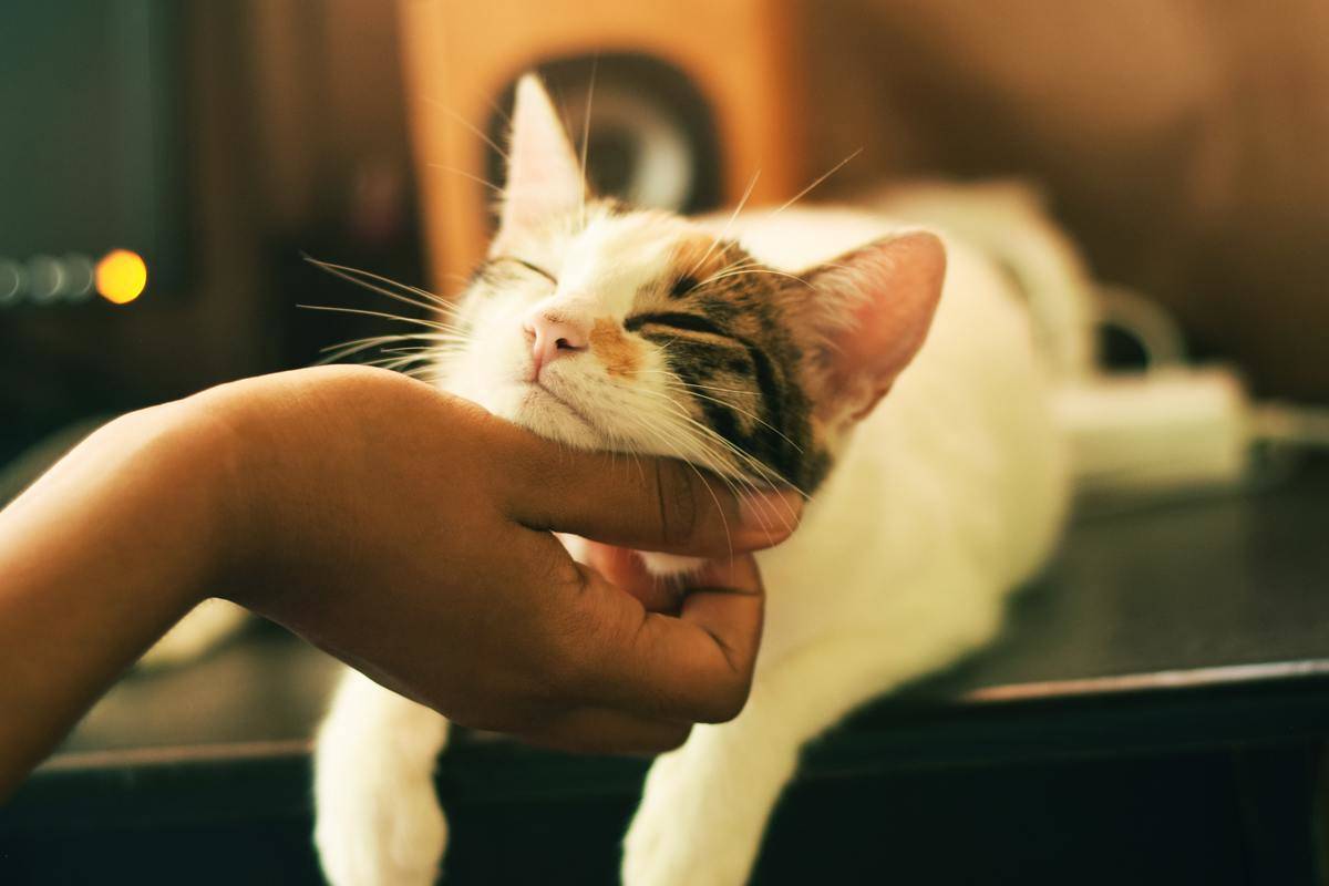 person petting a cat under their chin
