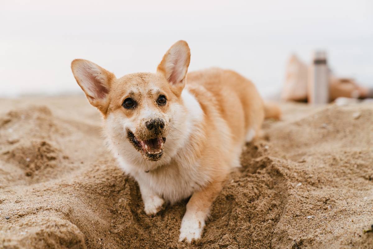 photo-of-corgi-playing-in-sand-at-beach-2022-05-26-05-26-48-utc