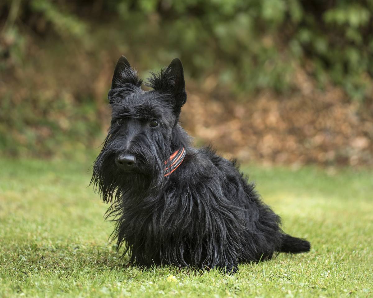 scottish-terrier-2-years-old-in-park-2021-08-26-18-04-36-utc