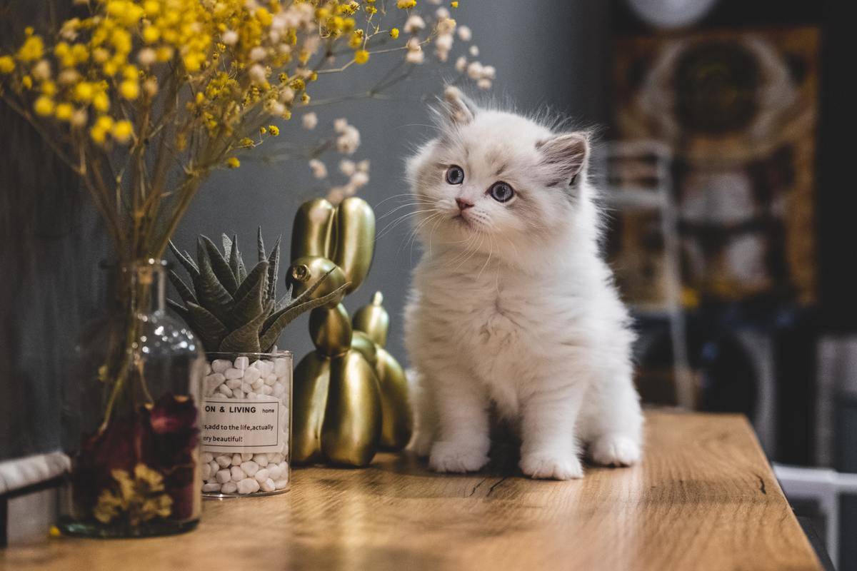 a cat standing on a table with plants and knick-knacks