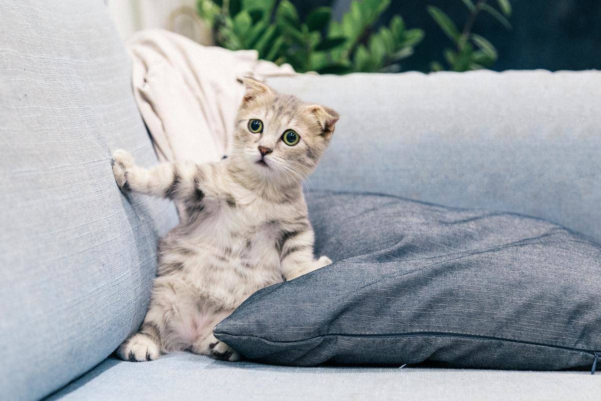 a cat looking scared on the couch