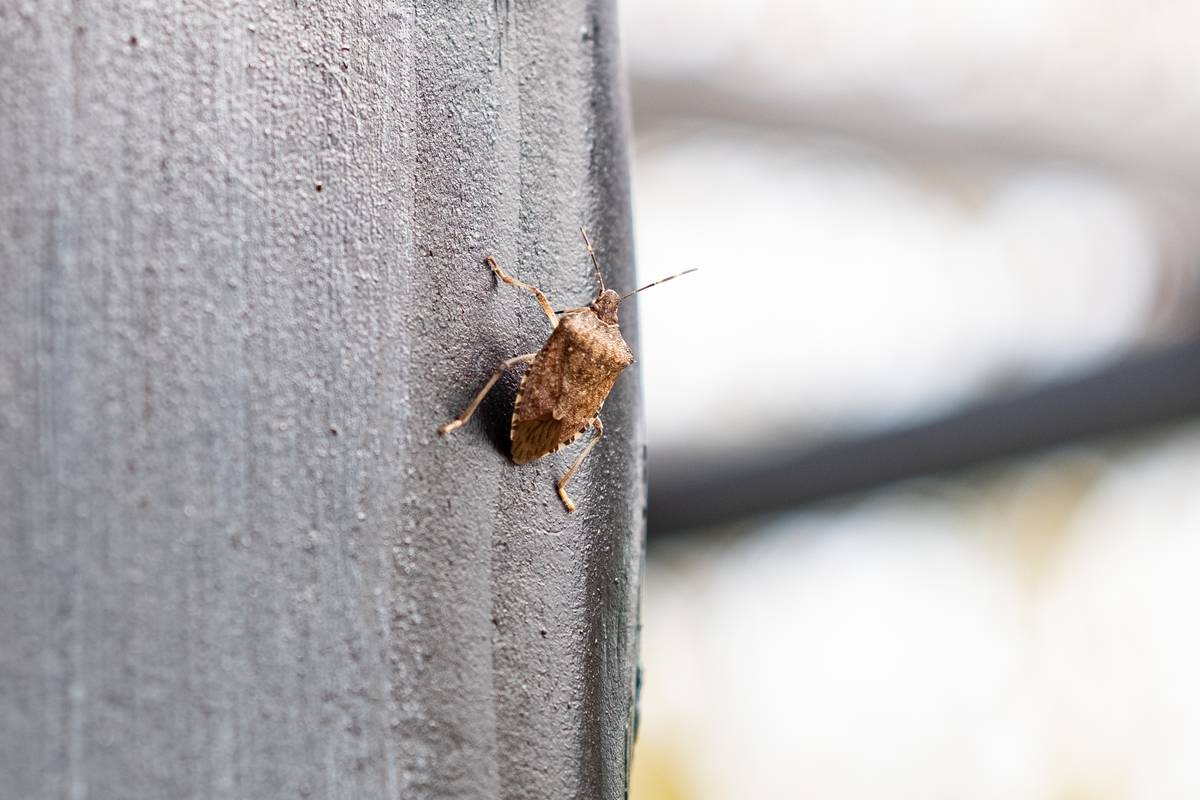 Stink Bug In Germany