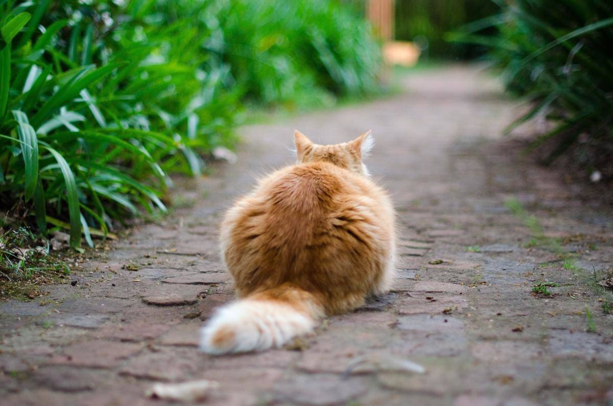 the back side of a cat