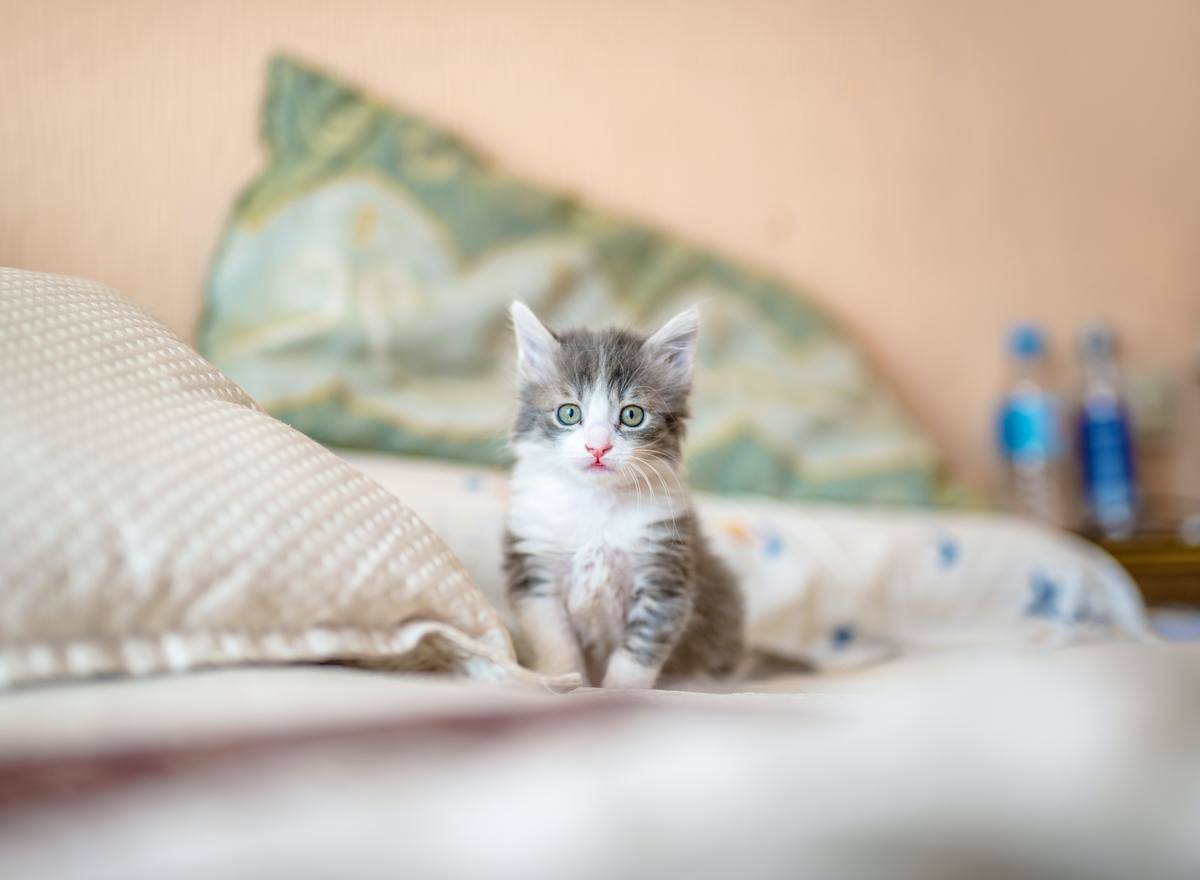kitten sitting on a bed