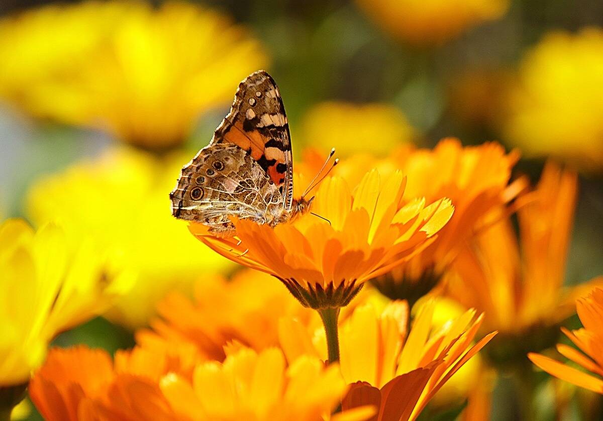 butterfly on an orange calendula flower