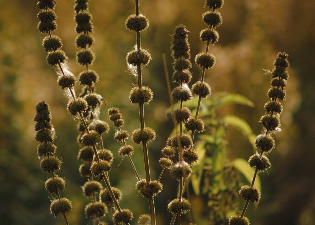 pennyroyal plant growing outside