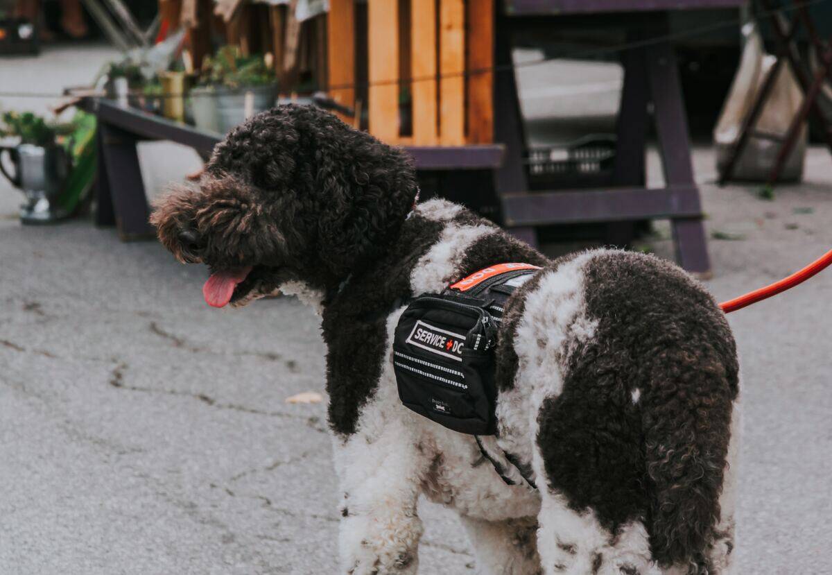 service dog sticking tongue out on street