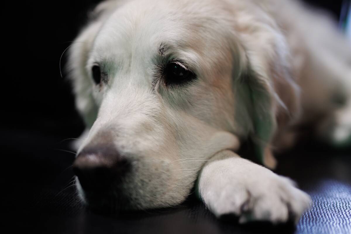 A guide dog during the celebration of the XI ONCE Progressive Unity State Congress, at the ONCE Sports and Cultural Center (CDC), on October
8, 2022, in Madrid, Spain.