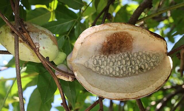 Akebia_quinata_(fruits_s12)