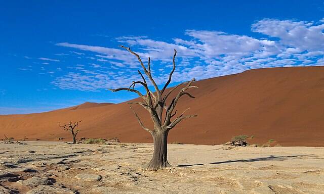 Dead_Vlei_Tree_central