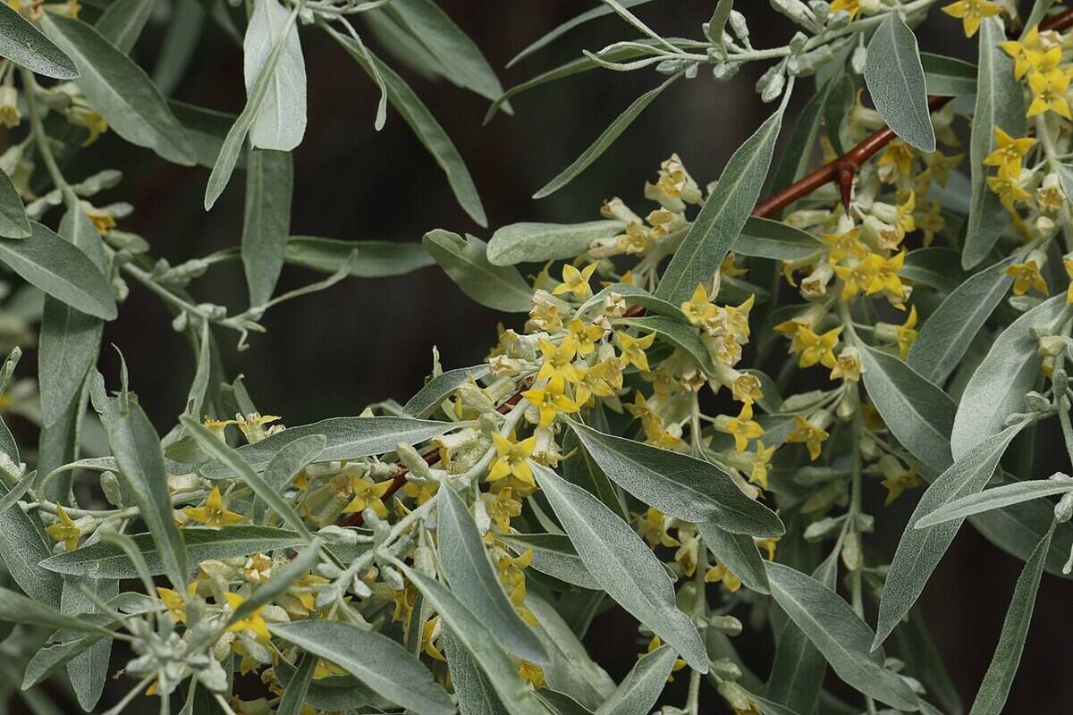 Elaeagnus_angustifolia_0353