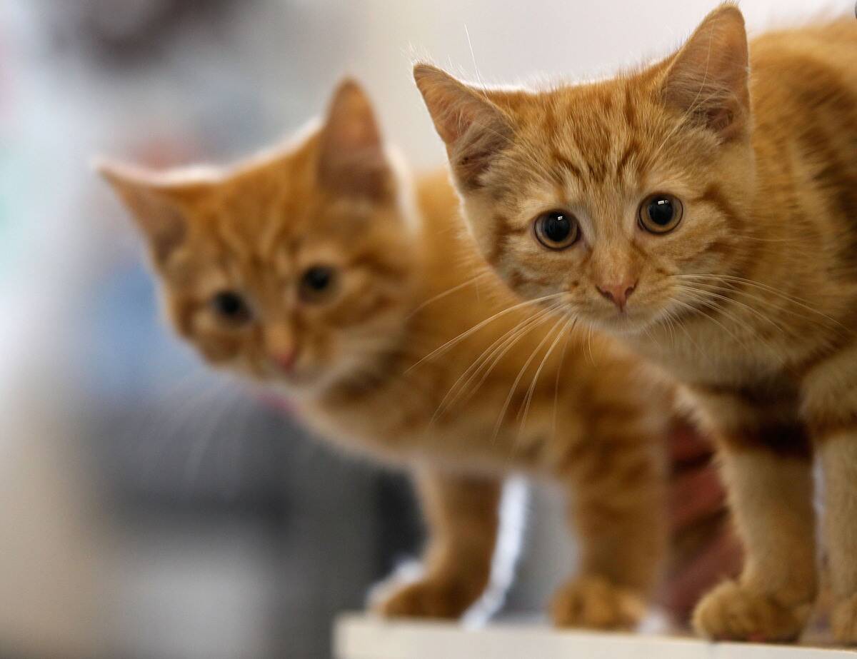 Animal Sanctuary Needs £200,000 To Avoid Closure