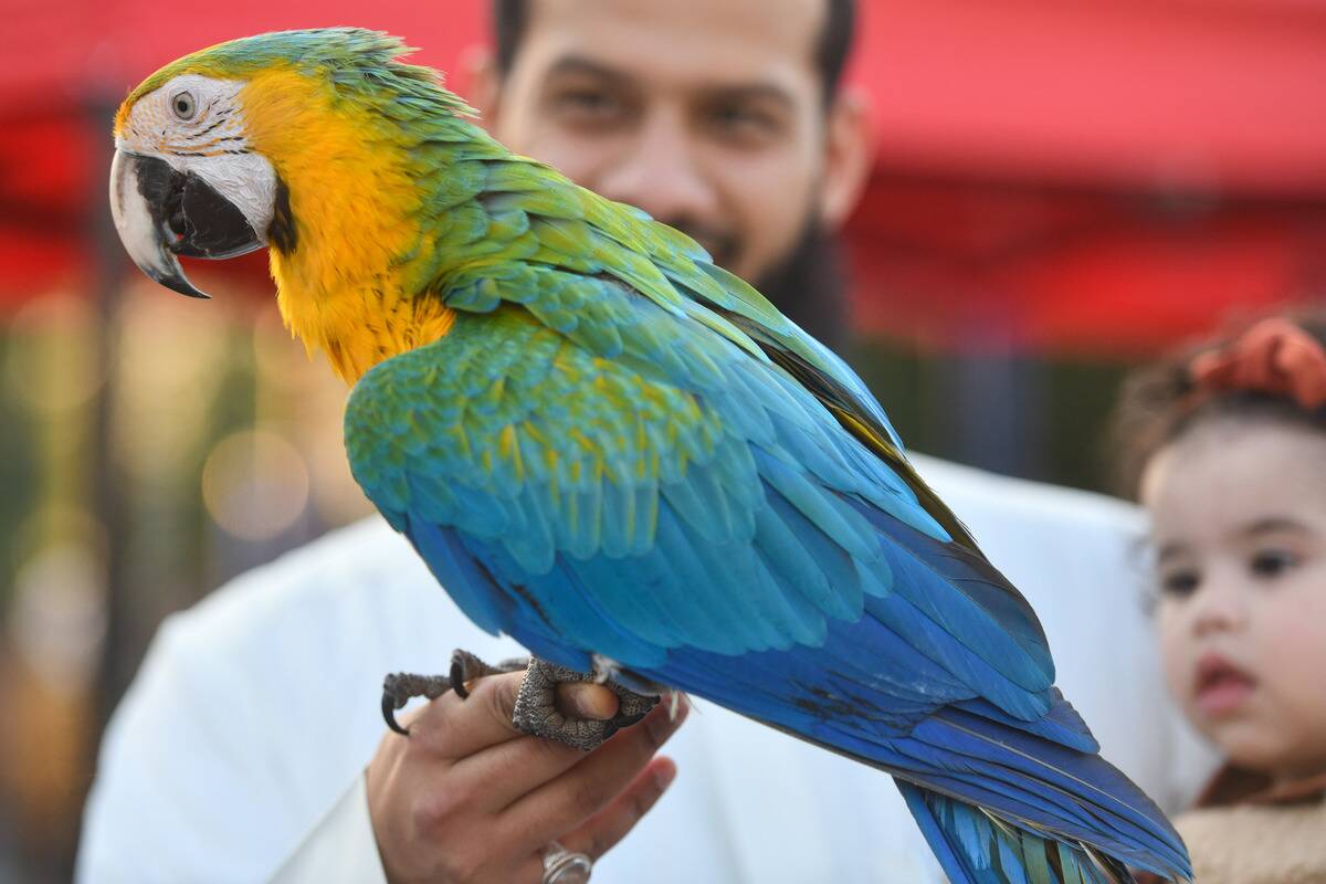 Parrots and owls of different species are on display at a bird show at Yarmouk district of Kuwait City, Kuwait on March 11, 2023.