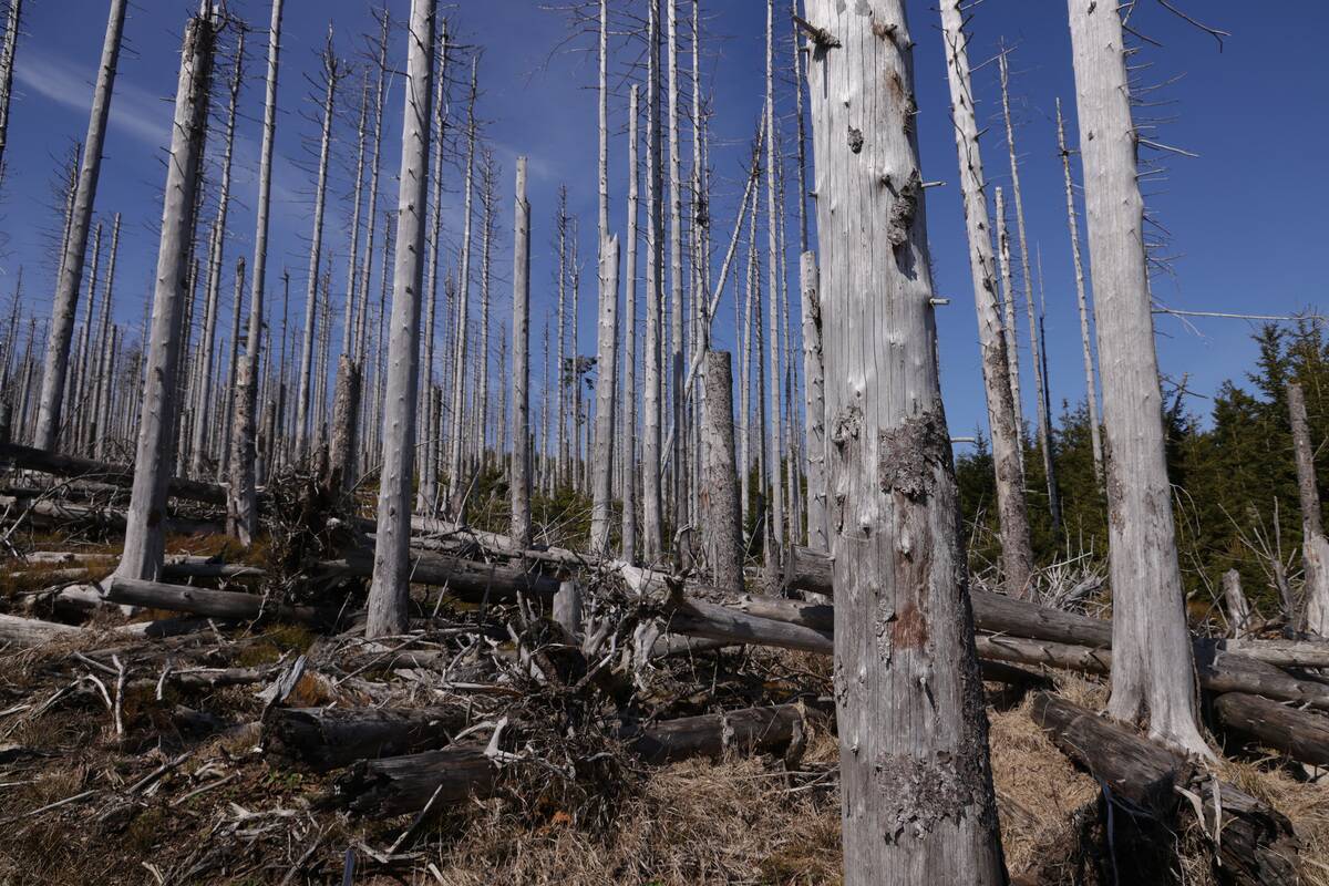 Dead trees stand in the devastated Harz forest on April 10, 2023 near Wernigerode, Germany.