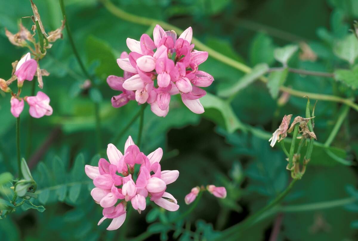 Coronilla Varia. North Italy. Italy