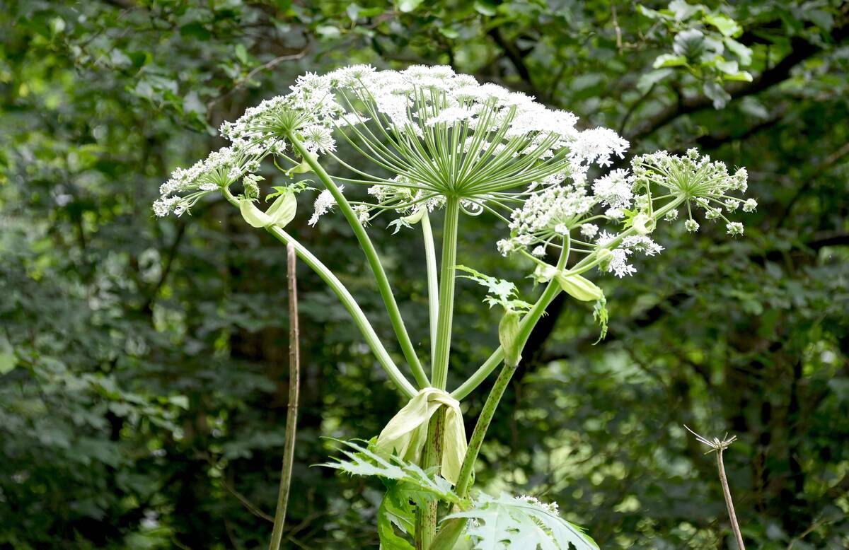 Giant hogweed