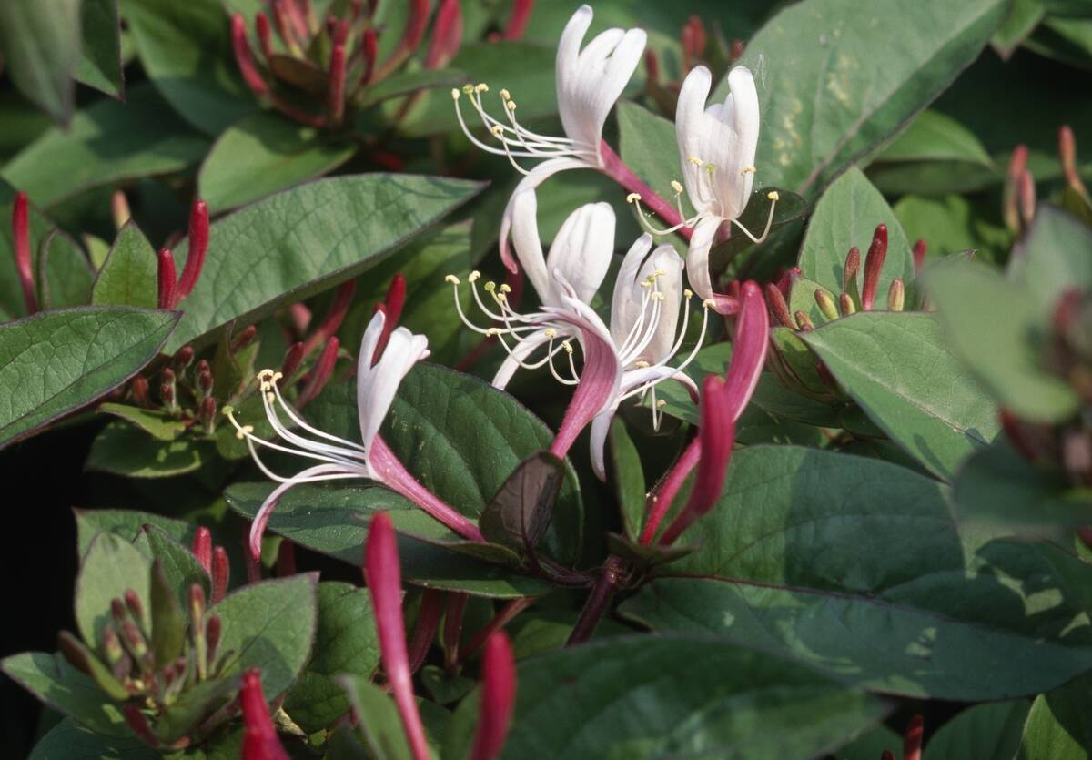 Japanese honeysuckle...