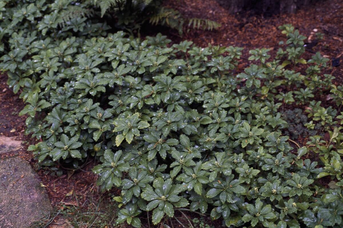 Japanese pachysandra (Pachysandra terminalis)...