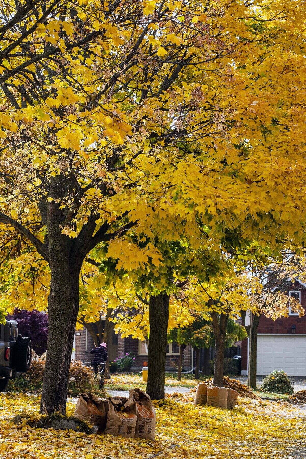 Norway Maple trees...