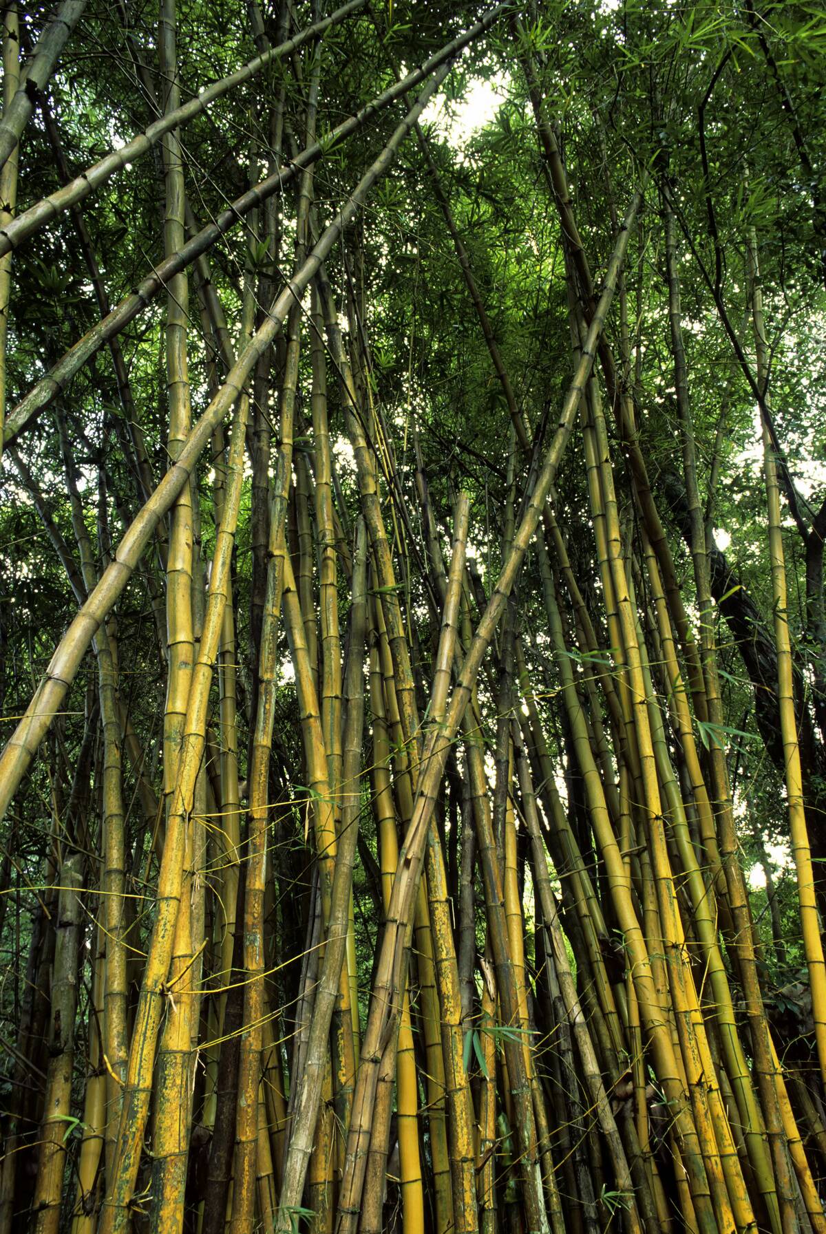 USA, Hawaii, Oahu, Kaiula, Haiku Gardens, Golden Bamboo (...