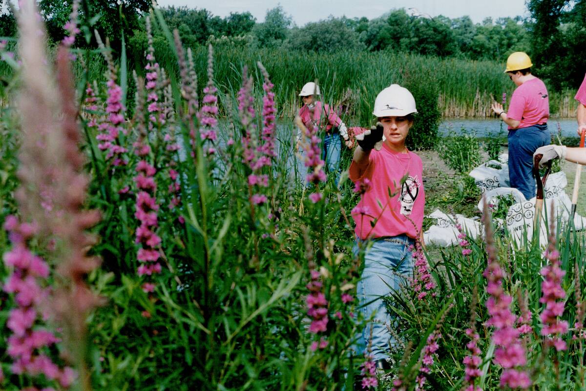 Workers clear wetland habitat of purple loosestrife; a beautiful killer. The spiky plant; which can ...