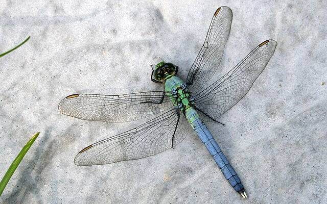 640px-Dragonfly_ran-103