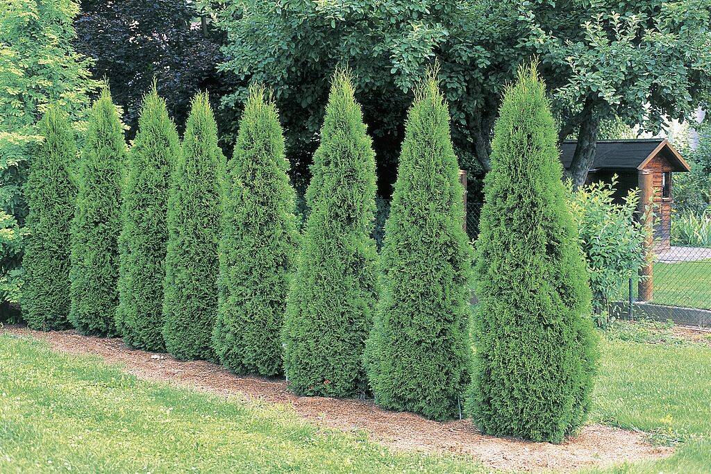 Arborvitae trees