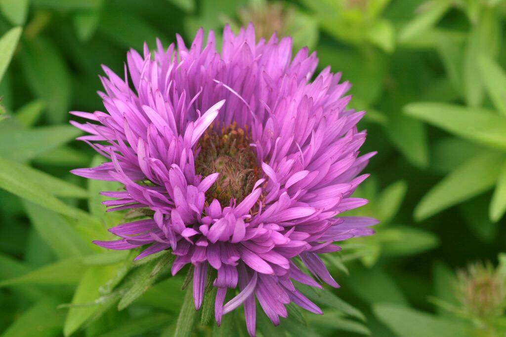 Aster plant