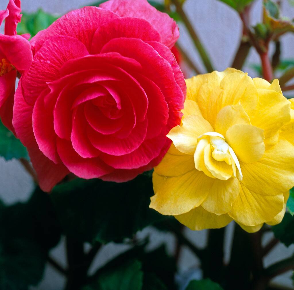 Begonias