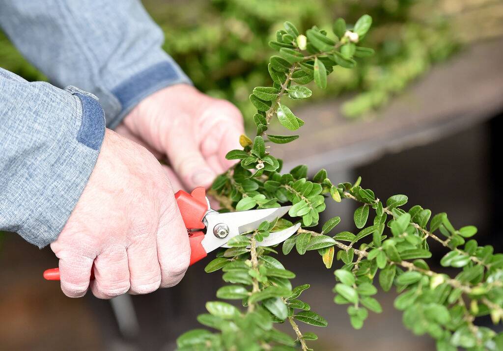 Boxwood plant