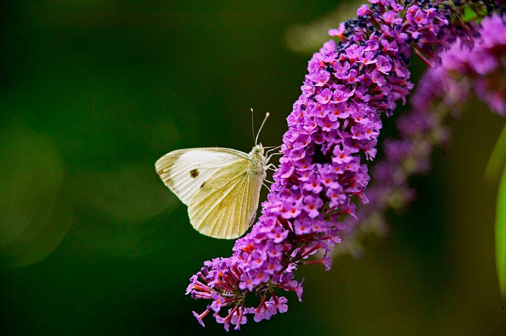Butterfly Bush