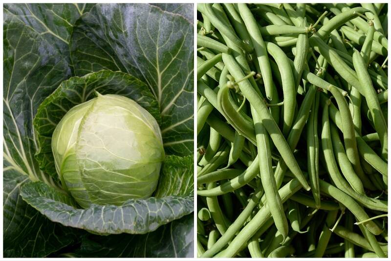 Cabbage and Pole Beans