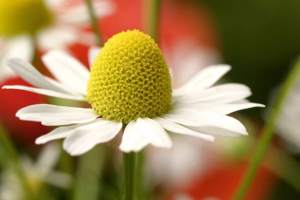 Chamomile