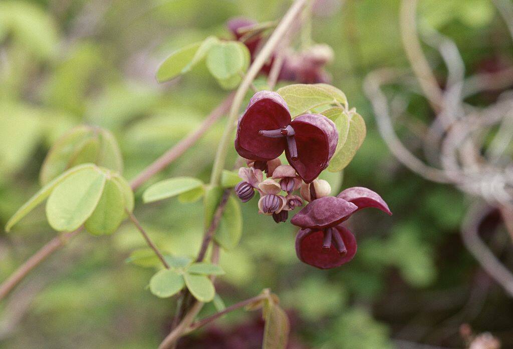 Chocolate Vine